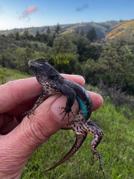 Coast Range Fence Lizard